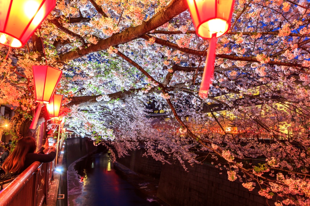 2024東京中目黑夜櫻3小時觀賞體驗