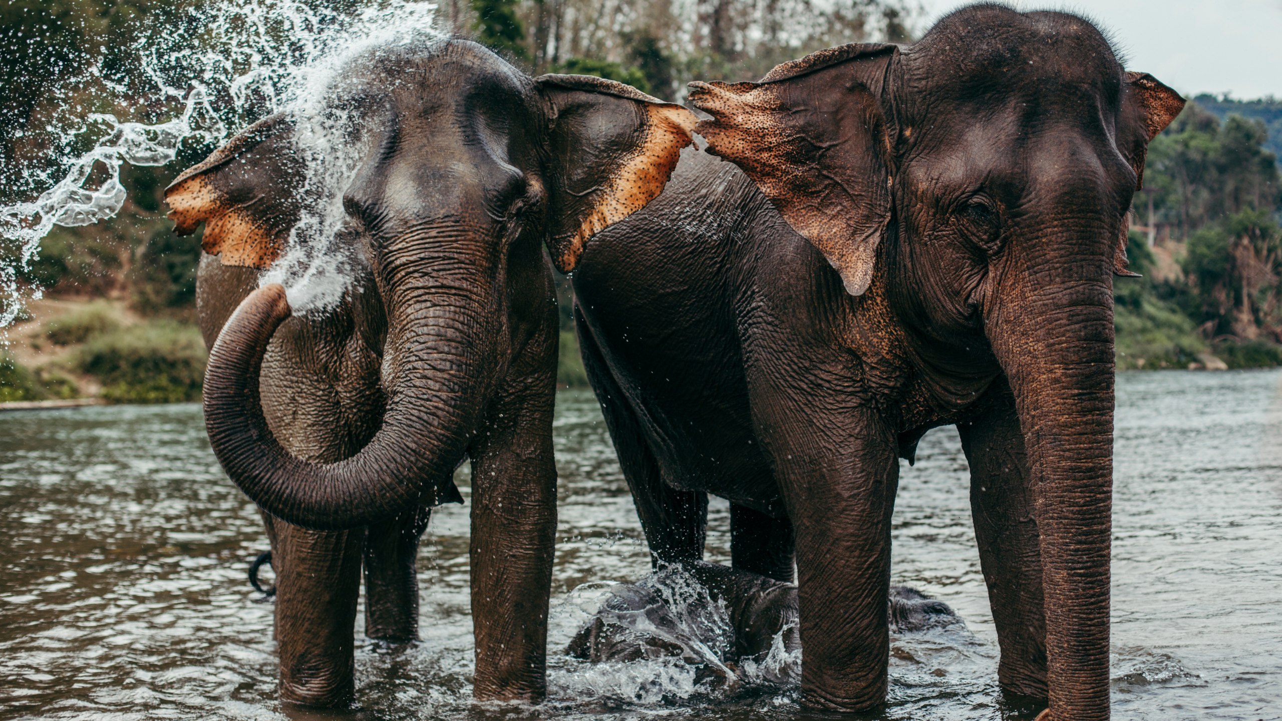 清邁Chokchai Elephant Care大象保護中心體驗