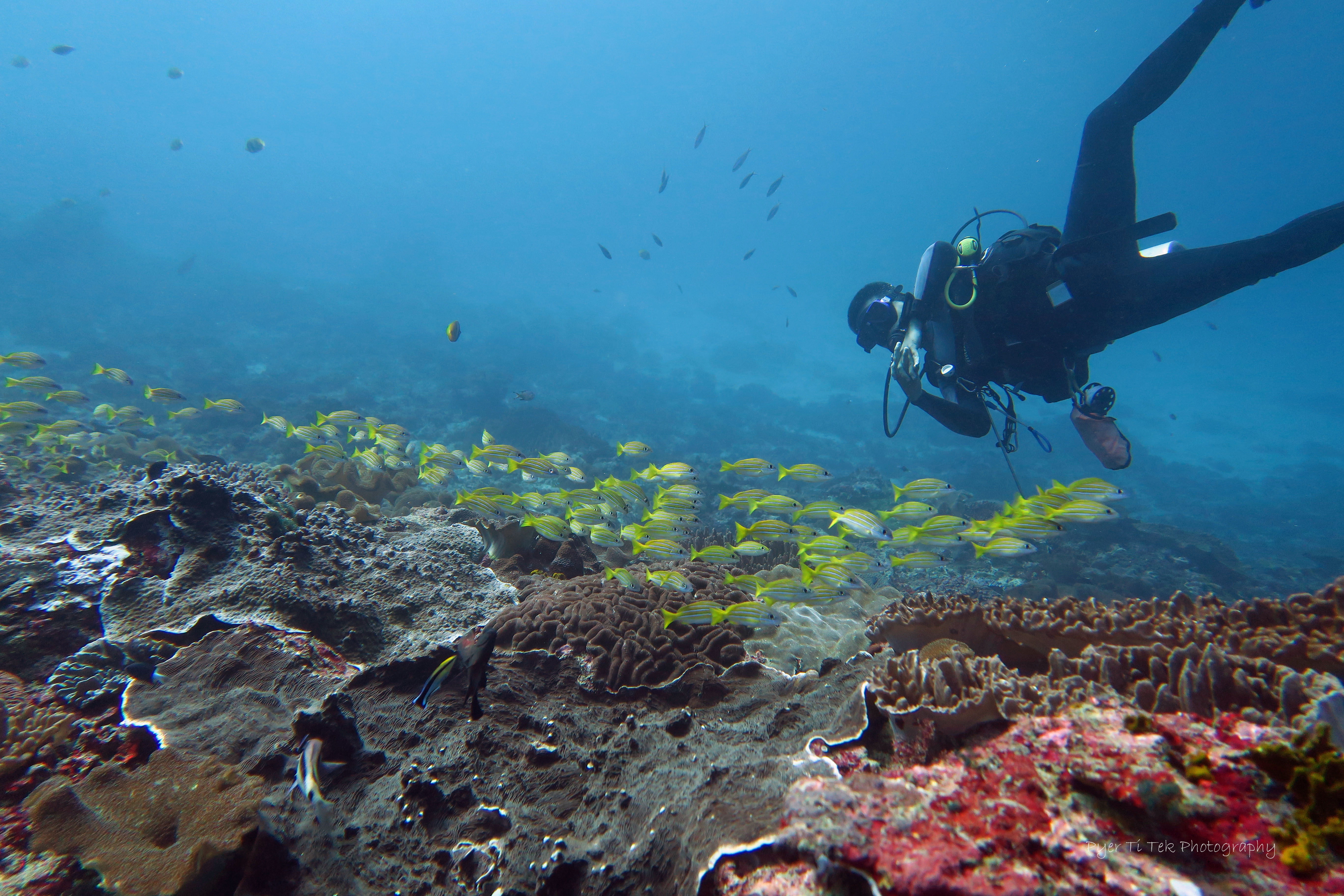 PADIファンダイビング（ペニダ島 / PADI 5 Star Dive Center提供）