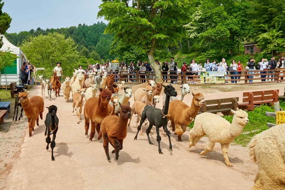 草泥馬世界 草泥馬世界