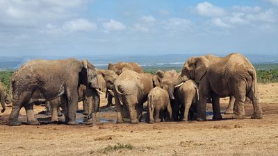 Full-Day Addo Park & Giraffe Walk Safari