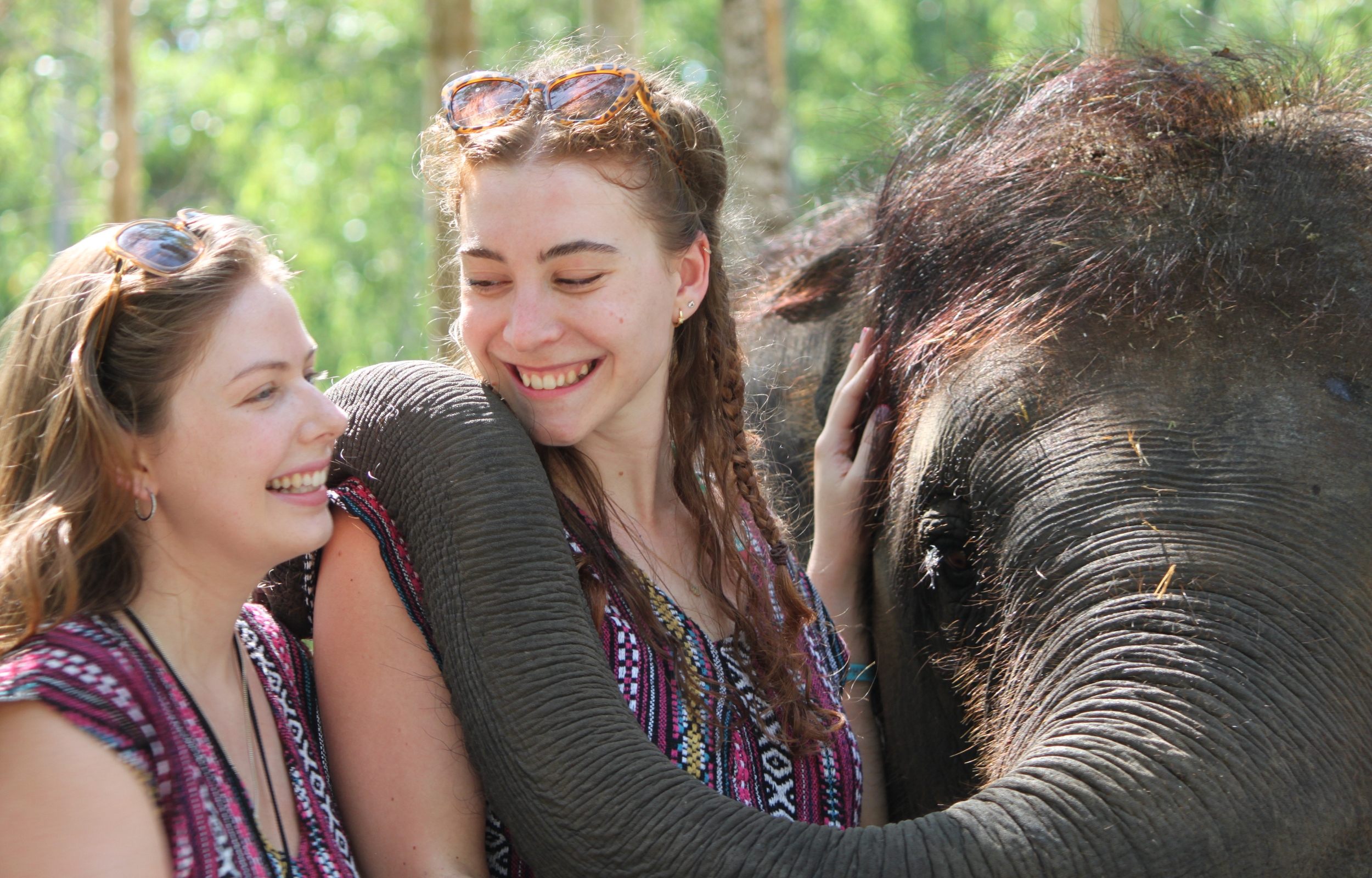 在大象保育公園與您最喜愛的溫柔巨人們見面 在大象保育公園與您最喜愛的溫柔巨人們見面