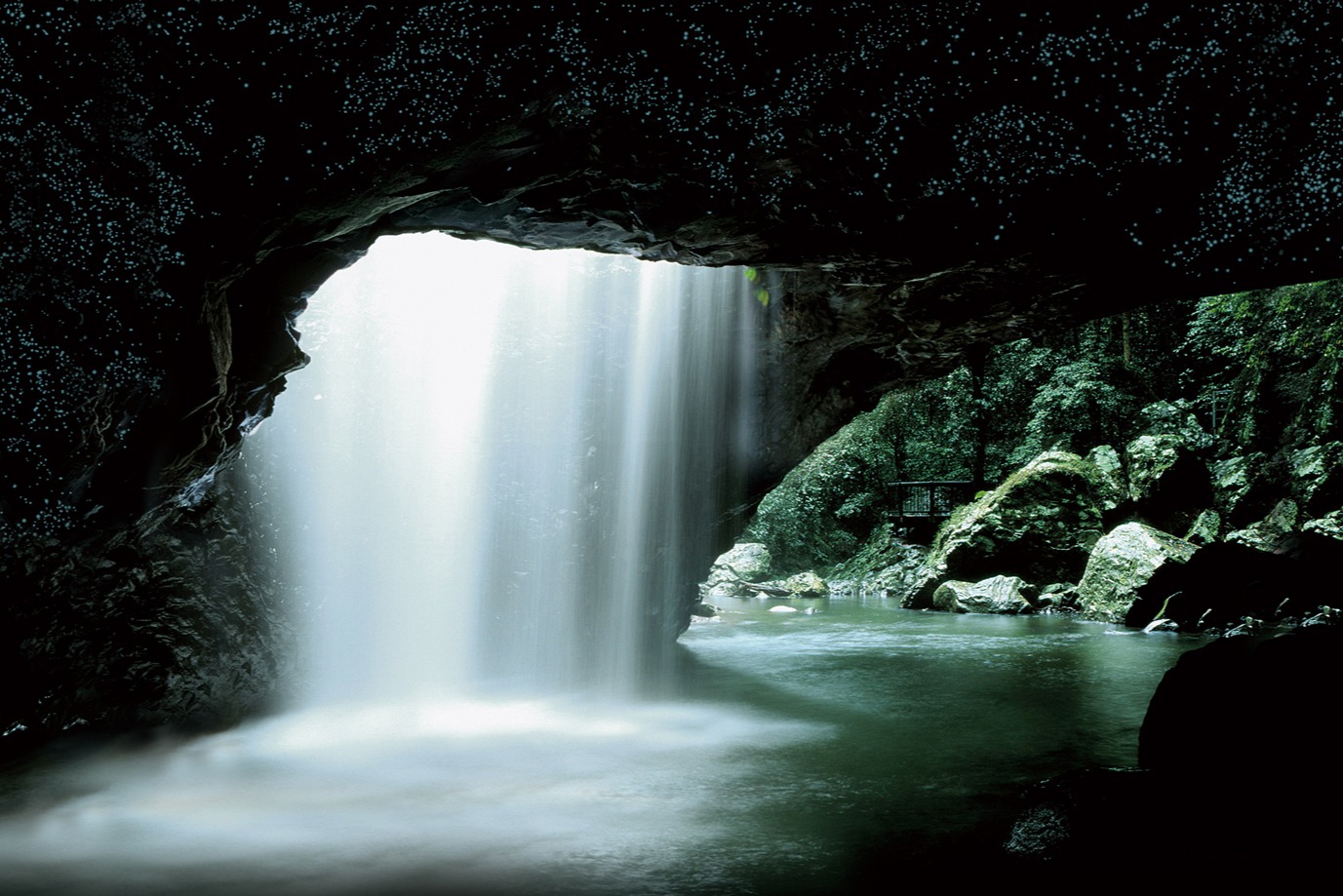 Natural Bridge Glow Worm Night Tour with Japanese and English Guide