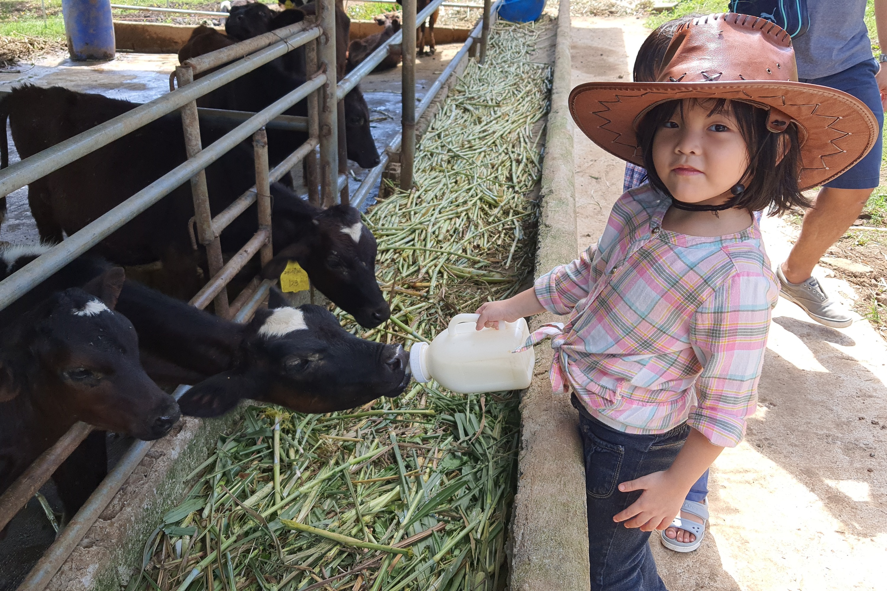 calves bottle feeding
