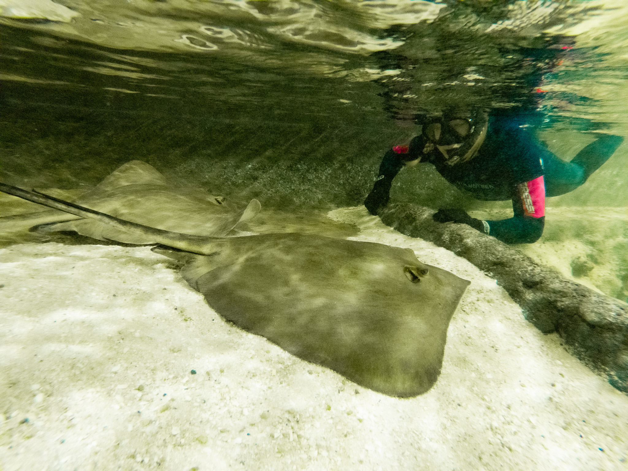 There are lots of other animals too!