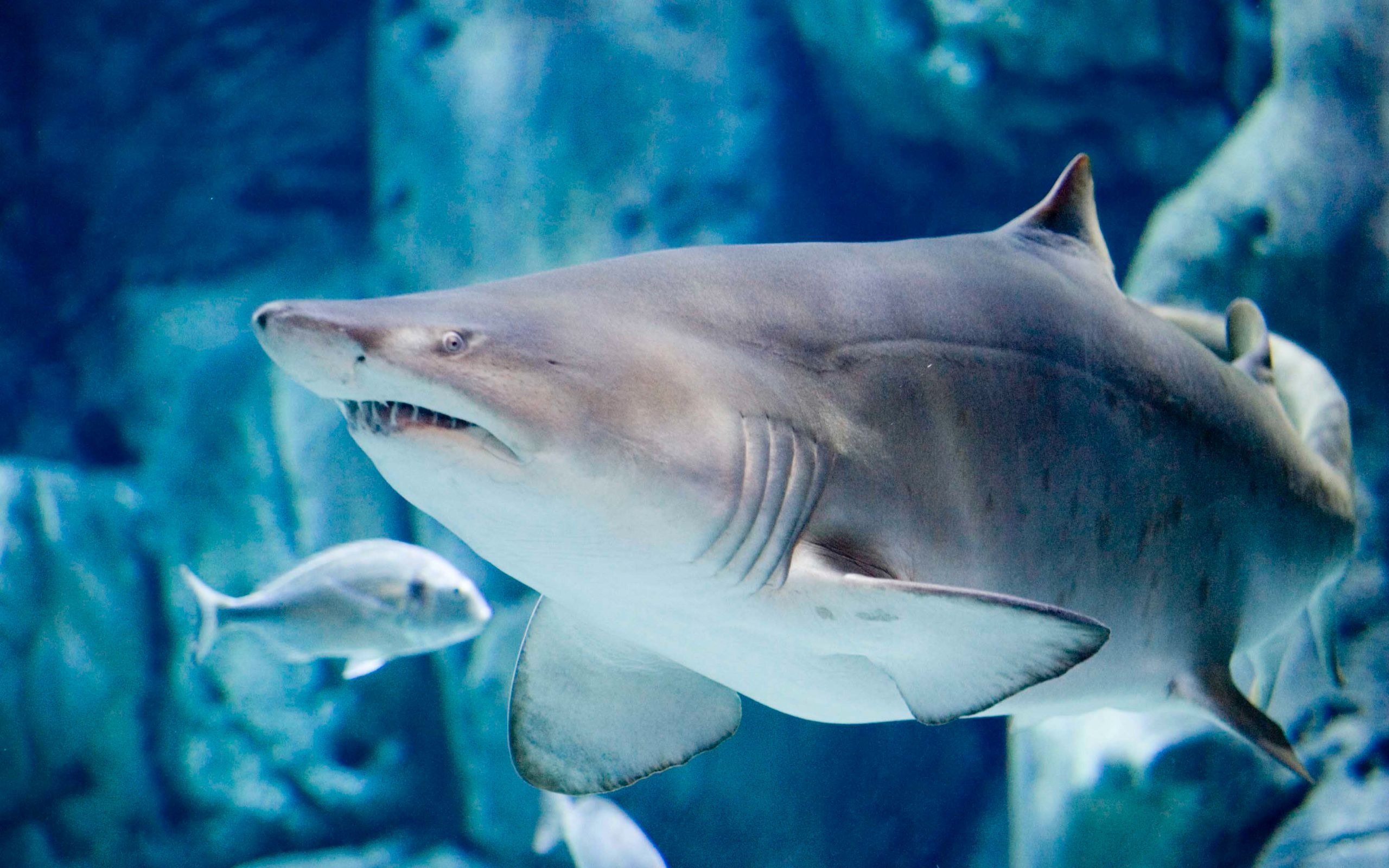 Bioparc Aquarium of Gijon Ticket