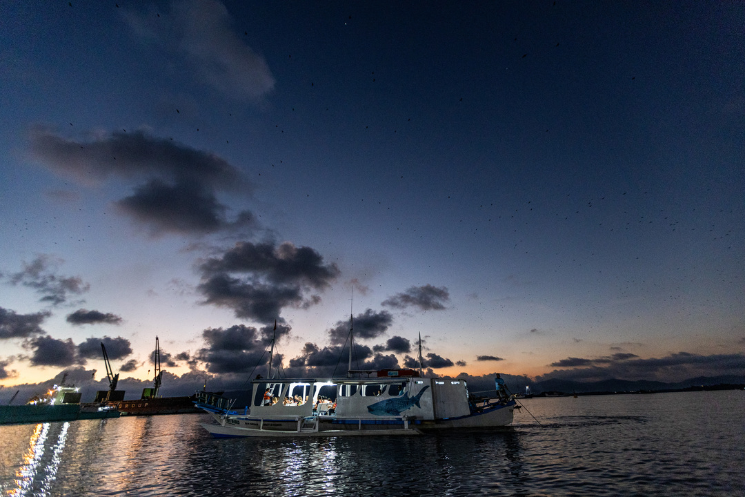 把握難得機會，一睹巴拉望螢火蟲的閃爍奇景！