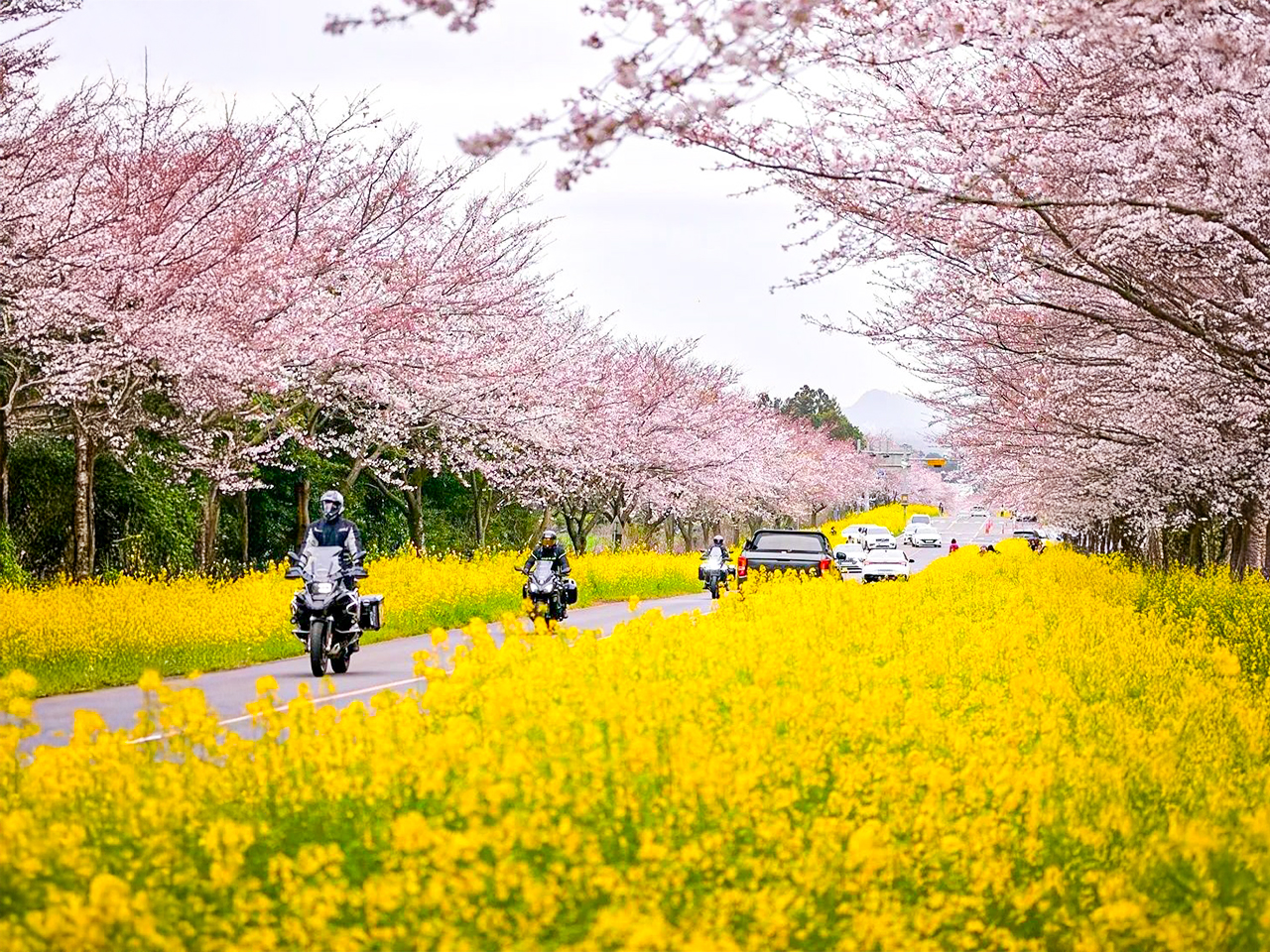 A.東部：典農路櫻花道 - 鹿山路櫻花道 - 午餐 - 城邑民俗村 - 涉地可支 - 城山日出峰