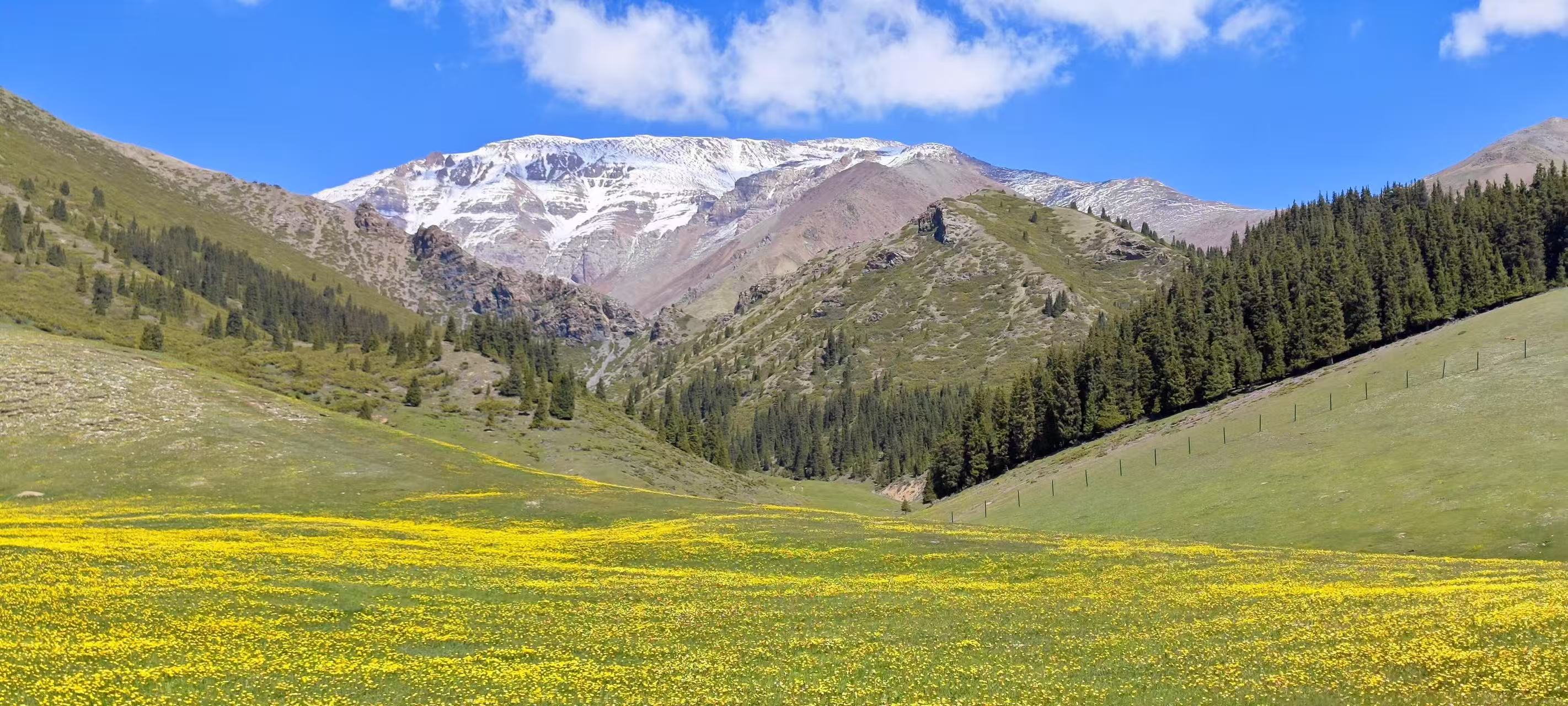 雪嶺下的山谷間，雲杉林立，翠綠山坡鋪滿明黃野花，雪山、森林與花海層層遞進，勾勒出賽里木湖周邊的立體畫卷