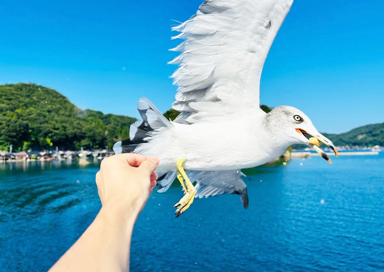 Enthusiastic seagulls will come to feed you. (Be careful with your fingers)