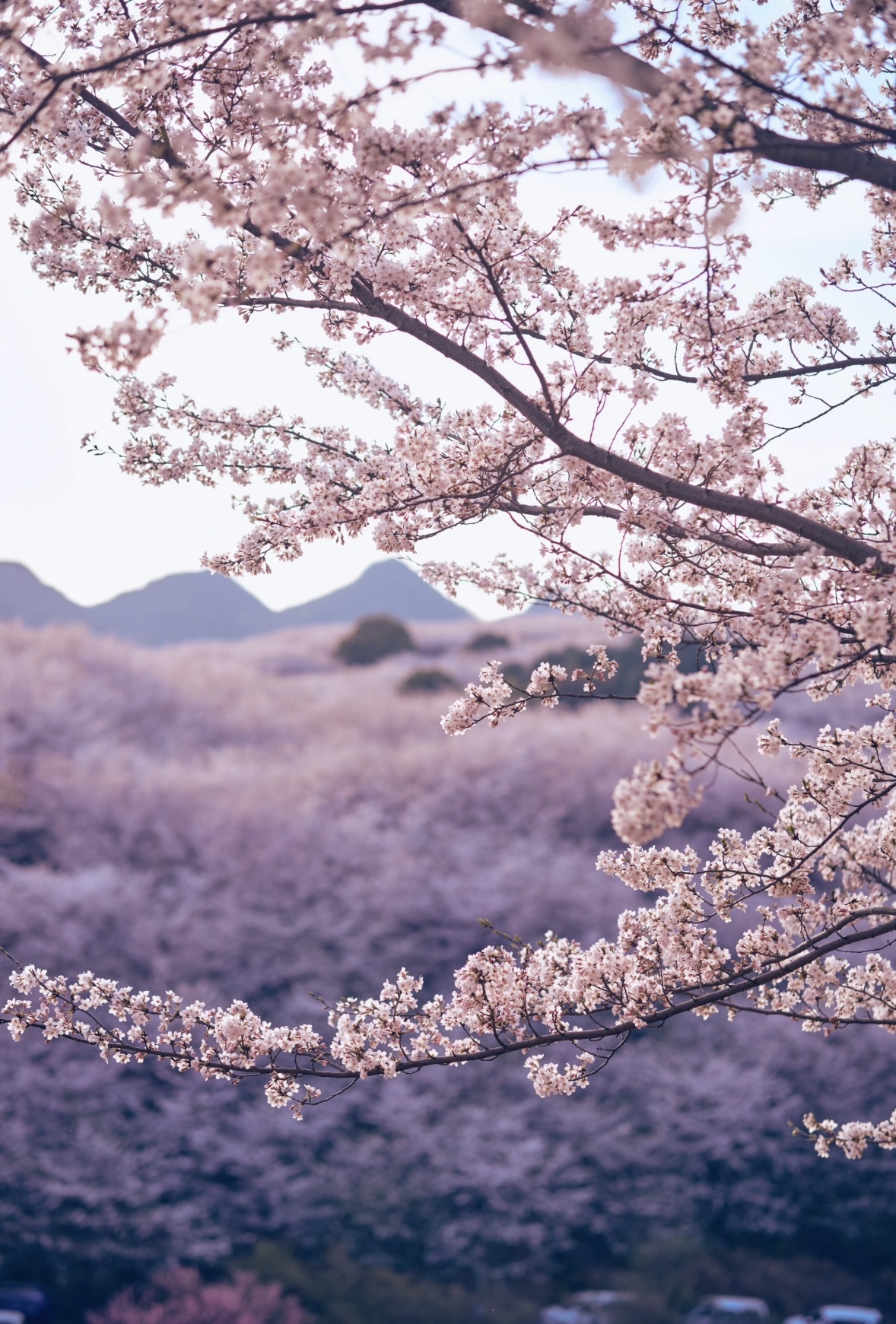 萬畝櫻花園內，粉白的花海如雲似霞，與碧綠的茶園、湛藍的湖泊相映成畫，漫步其間，彷彿步入一場春日限定的浪漫夢境。