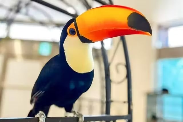 橫濱的“Anitouch Minatomirai”室內動物園門票