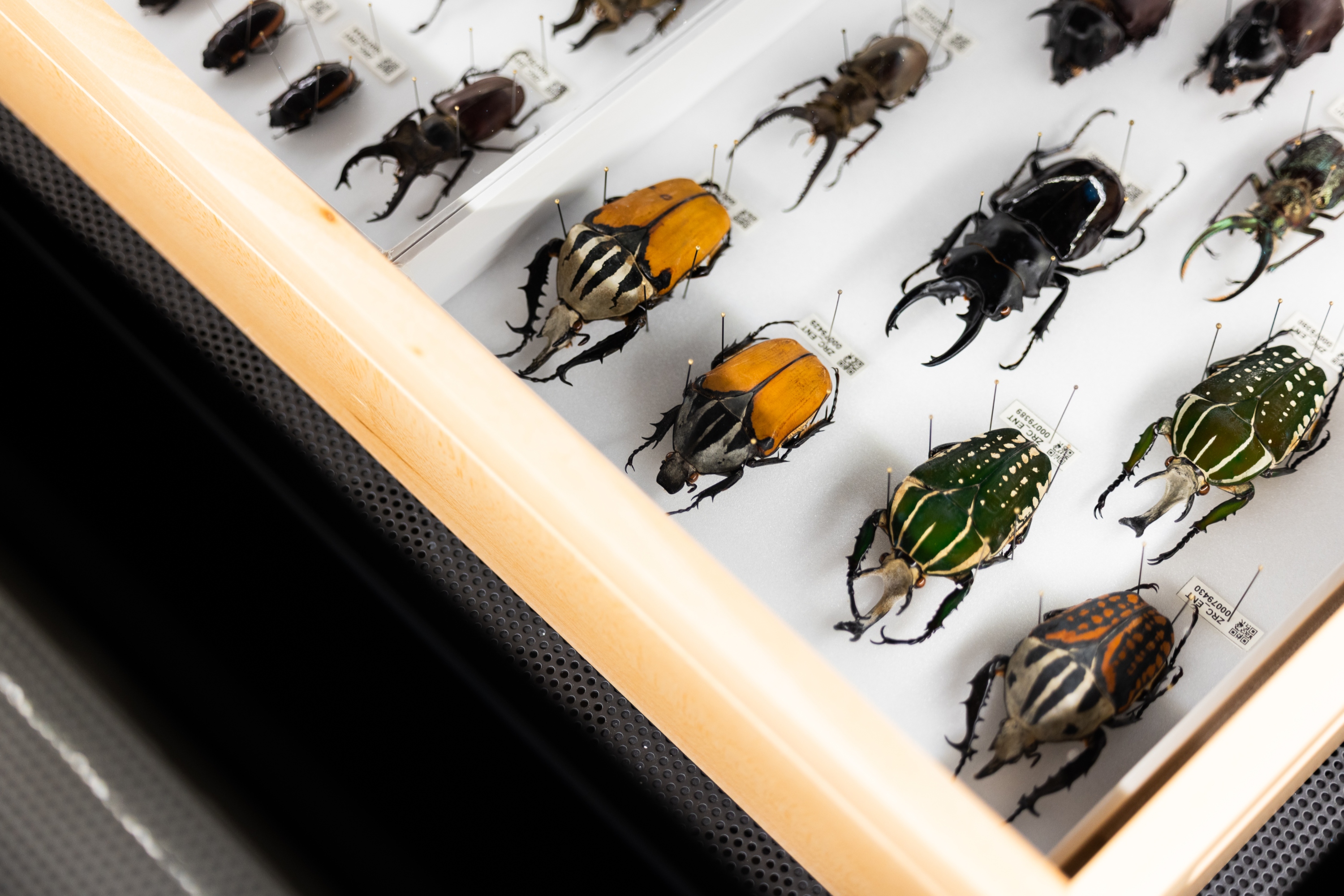 來自李光前自然歷史博物館的昆蟲標本 來自李光前自然歷史博物館的昆蟲標本