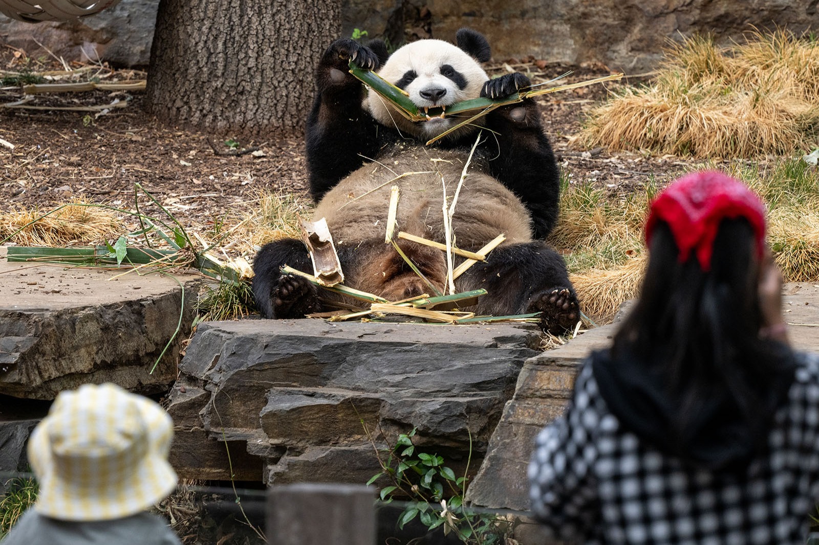 panda adelaide zoo