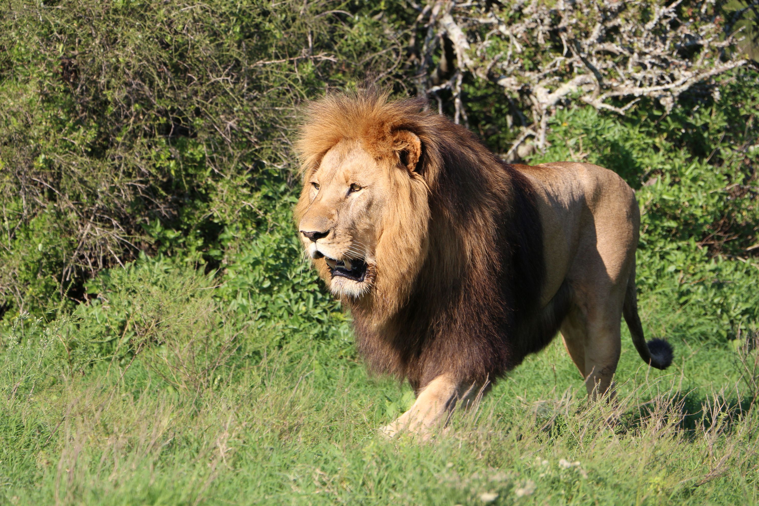Game Drive Schotia Game Reserve (Open Safari Vehicle)