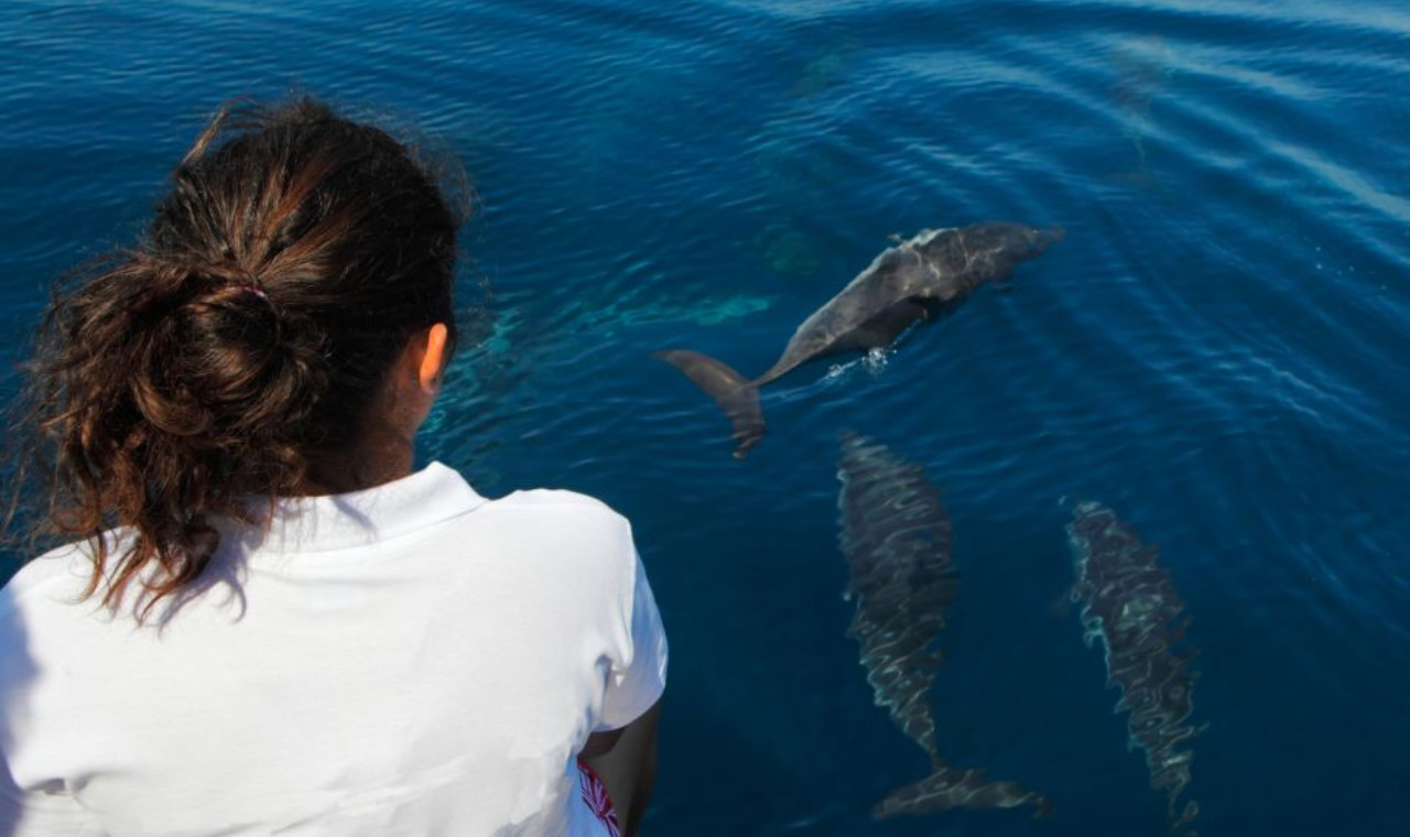 Makadi Bay: Dolphin Watching Boat Tour with Lunch & Drinks