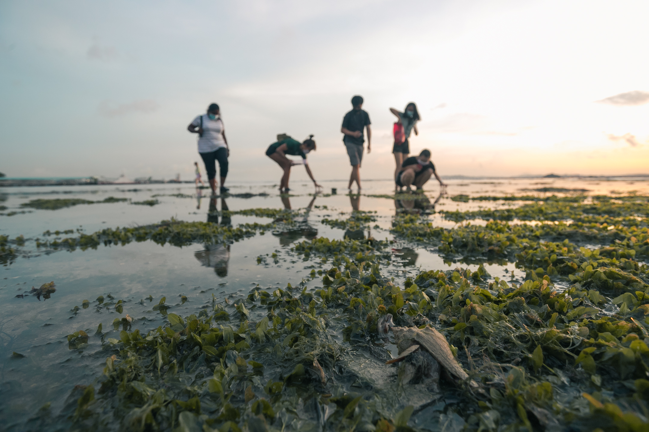 新加坡樟宜海灘潮間帶探索之旅（The Untamed Paths提供）