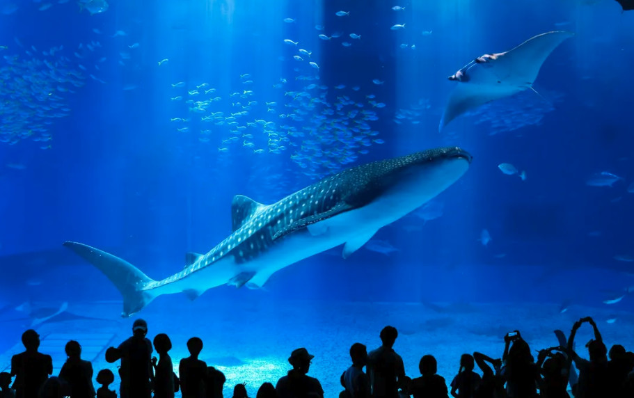Okinawa Churaumi Aquarium Ticket