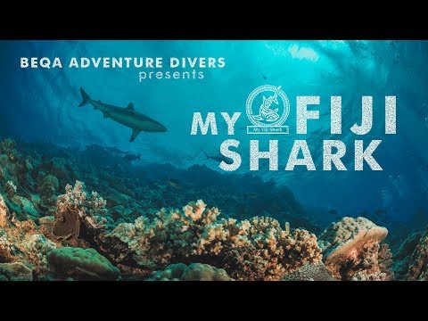 Adopt Shark in Reef Marine Reserve with PADI 5 Star Dive Resort