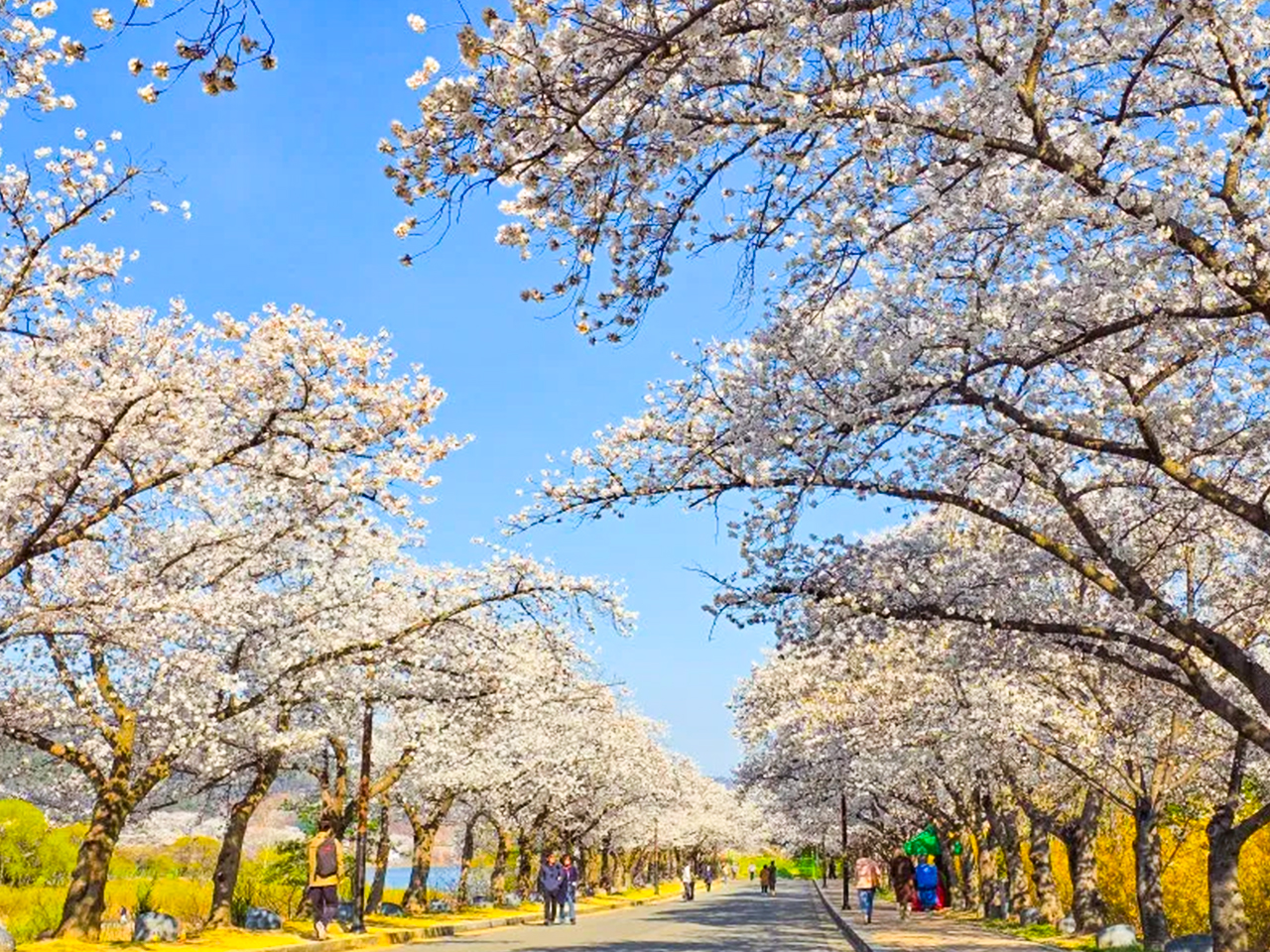Spring Cherry Blossom Journey from Busan to Gyeongju