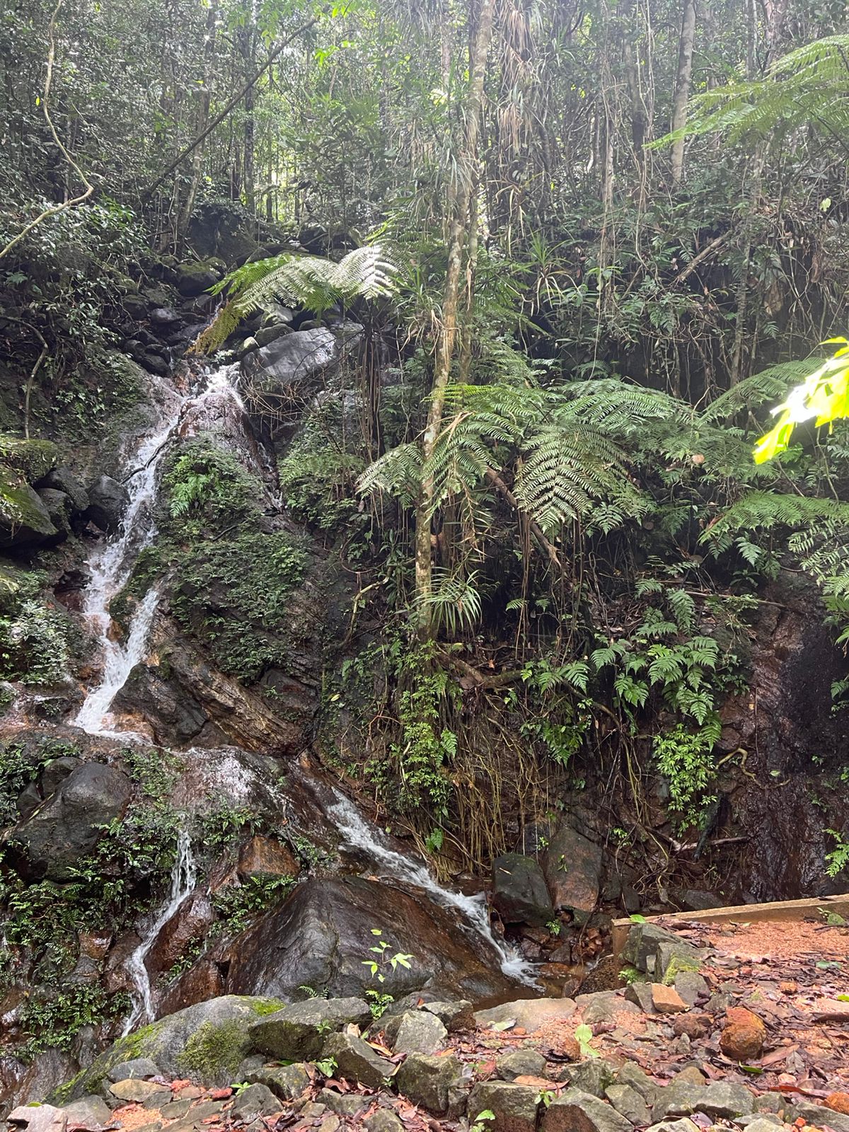 辛哈拉加雨林與茶廠私人之旅