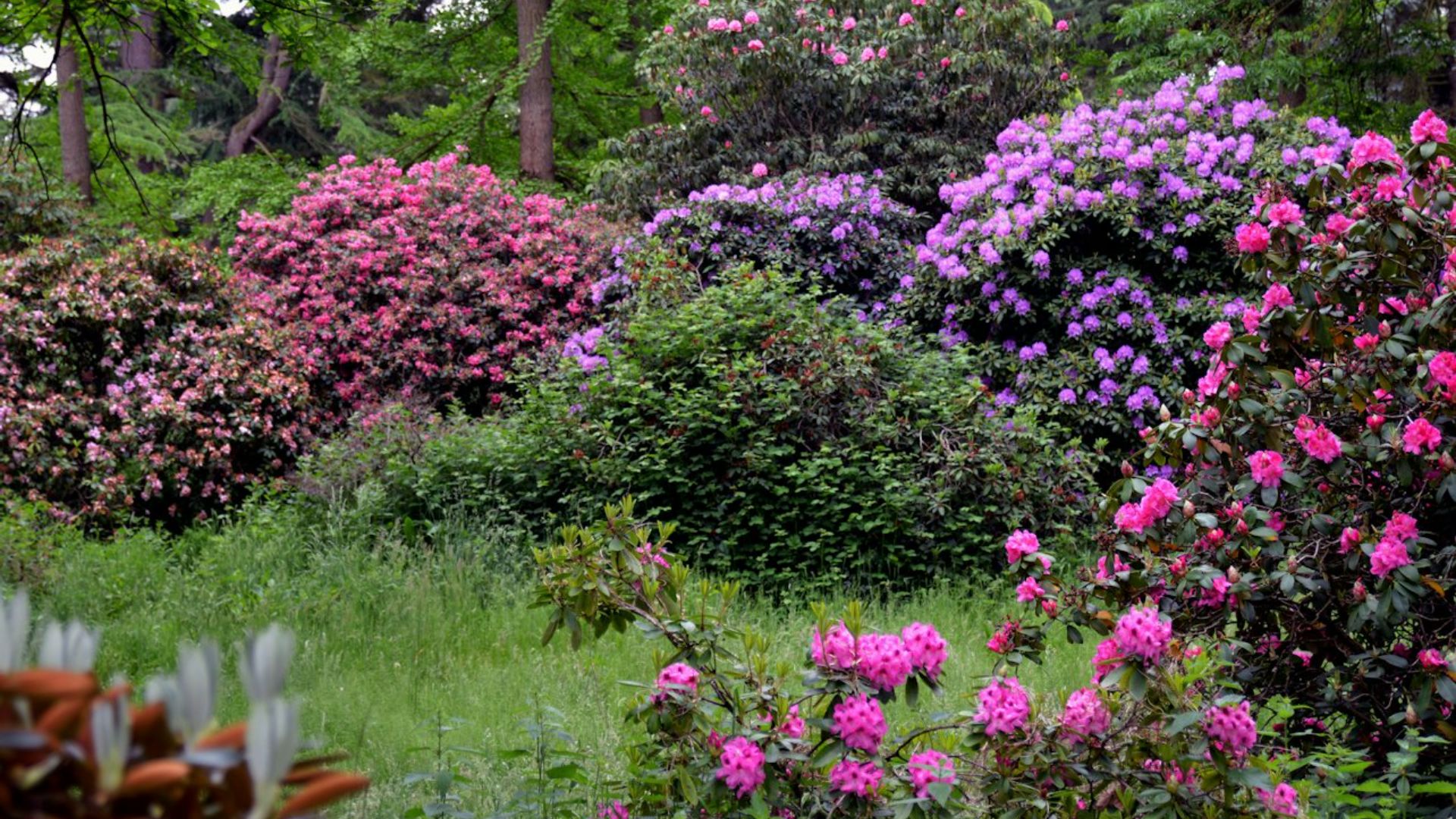 凡爾賽-謝夫勒盧樹木園 (Arboretum de Versailles-Chevreloup) 門票（羅肯庫爾）