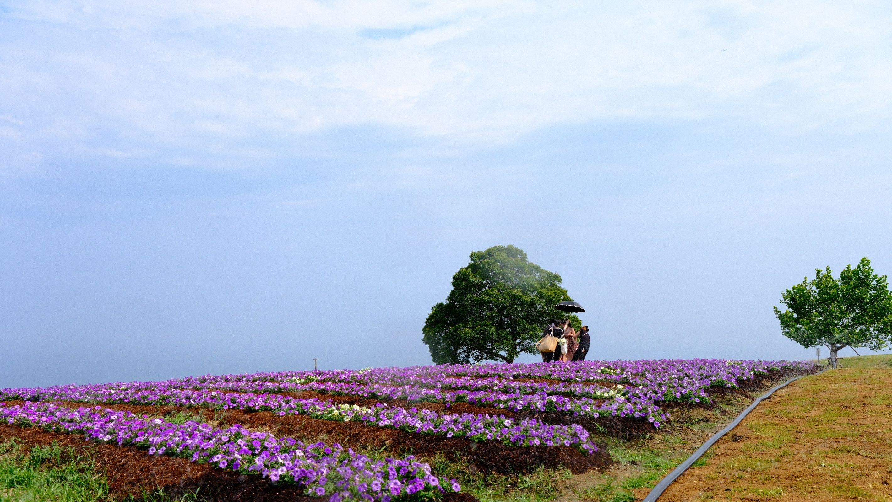 "One-day tour of Kansai's hidden secrets" Choose one of Awaji Island, Koyasan, or Kumano Kodo, depart from Shinsaibashi, Osaka