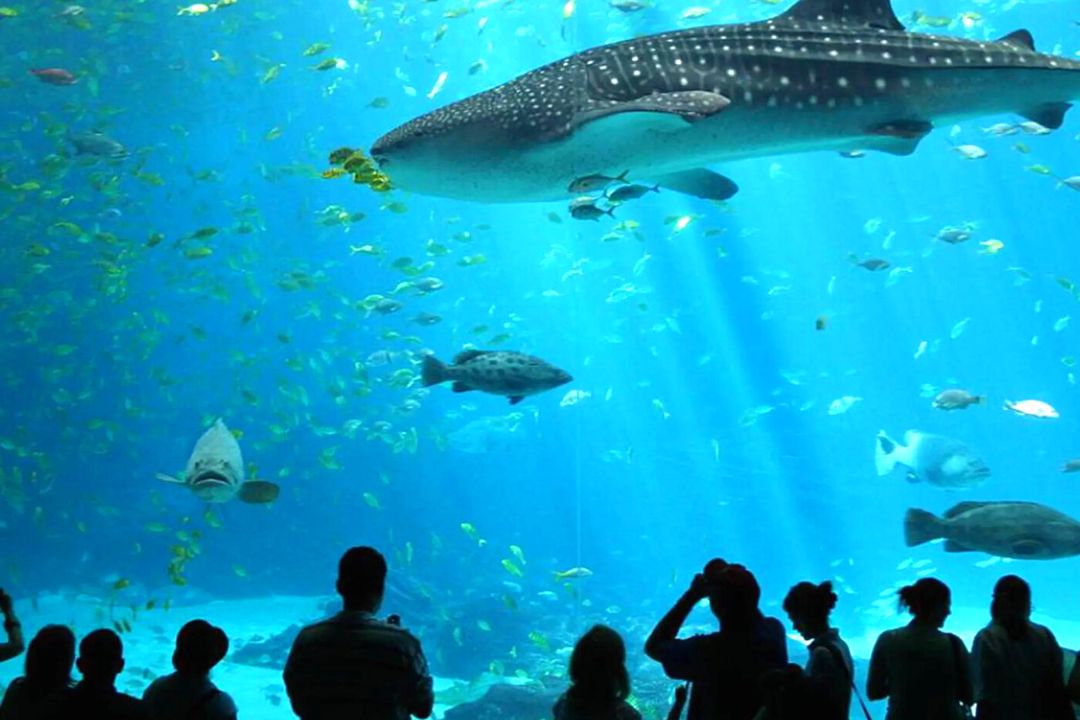 安塔利亞水族館之旅（含門票＆接送）- 阿拉尼亞出發