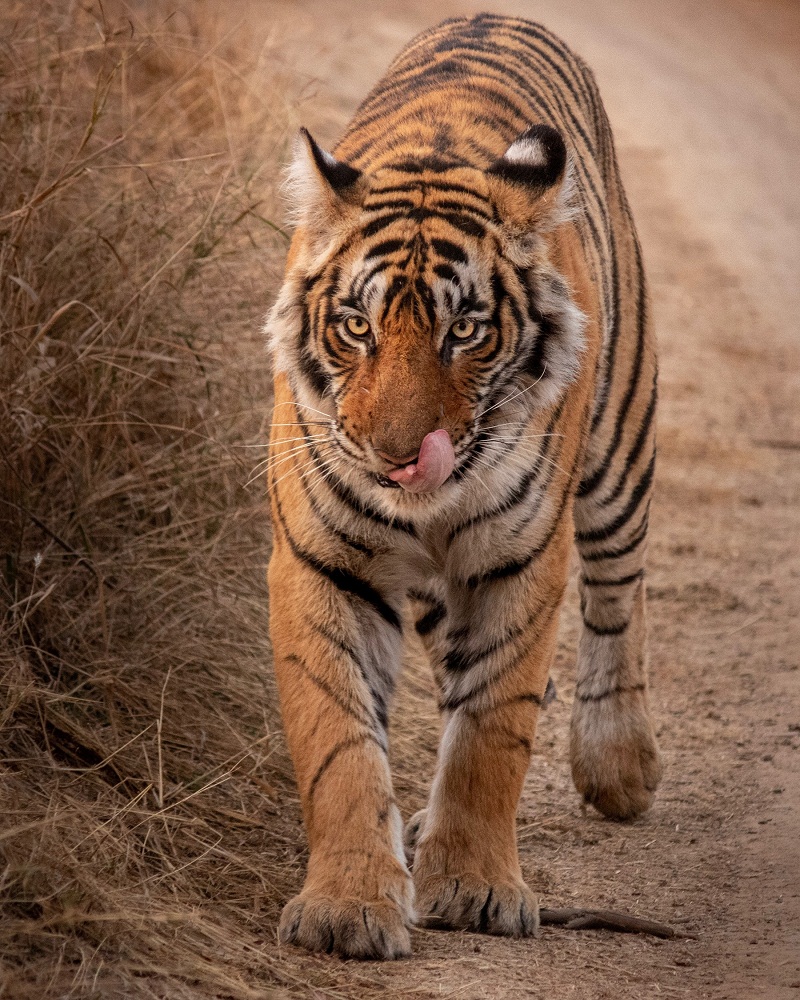 Tiger are walking in Ranthambore National Park.