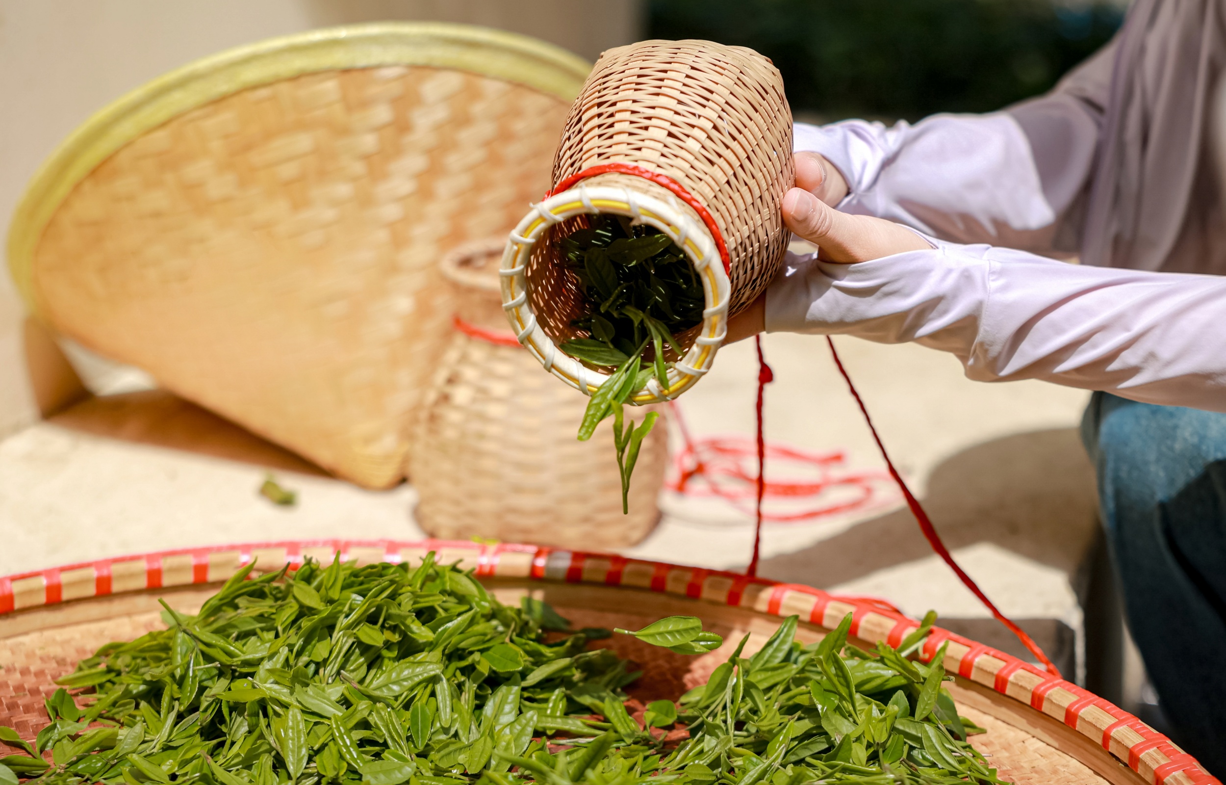 春季採茶體驗 春季採茶體驗