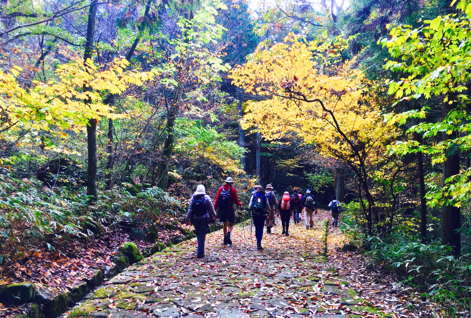 秋季可欣賞到美麗的楓葉 秋季可欣賞到美麗的楓葉