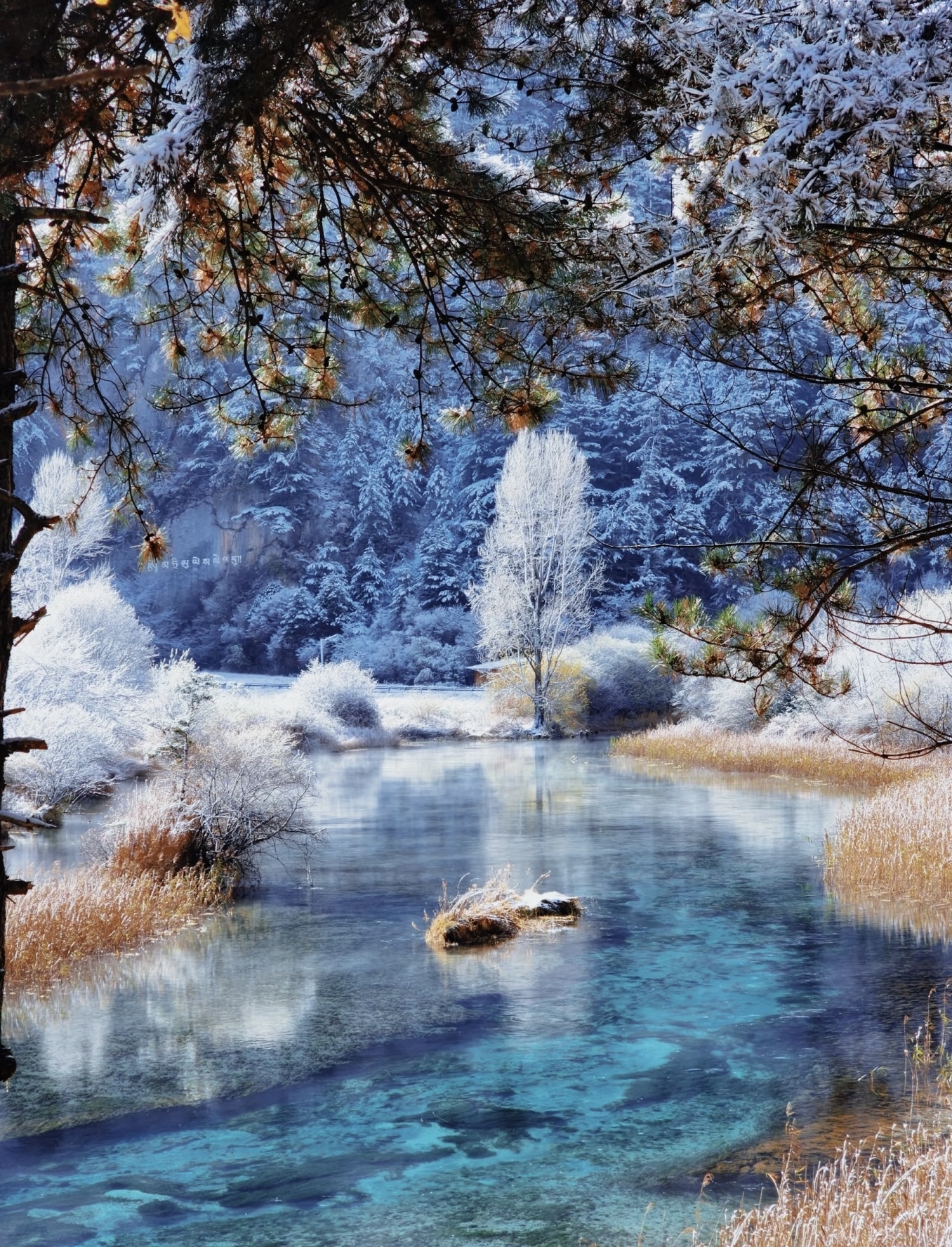 九寨-【蘆葦海】是樹正溝下游半沼澤化的水流通道溼地,呈條帶狀分佈。河道兩側叢生有許多蘆葦,引來鳥兒在此覓食、繁衍、棲息。 九寨-【蘆葦海】是樹正溝下游半沼澤化的水流通道溼地,呈條帶狀分佈。河道兩側叢生有許多蘆葦,引來鳥兒在此覓食、繁衍、棲息。