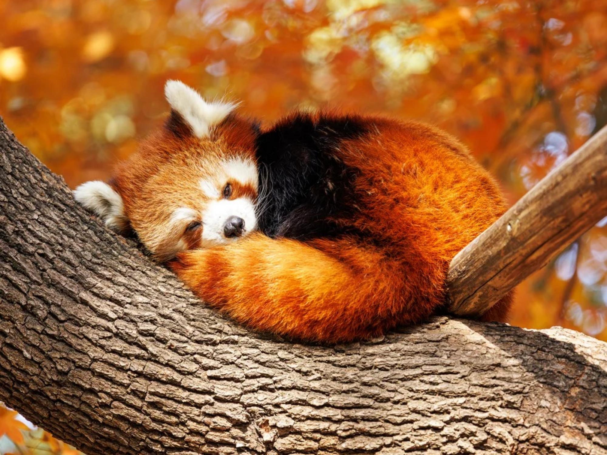 熊貓谷小熊貓:小熊貓全身以紅褐色為主,毛色鮮豔發亮,臉圓乎乎的,臉頰上還有白色斑紋。尾巴又長又蓬鬆,有12條紅暗相間的環紋。
它們如今生活在喜馬拉雅地區和橫斷山脈,是亞洲特有的生物。它有兩個亞種,以雅魯藏布江為界:喜馬拉雅亞種和川西亞種。其中後者主要分佈在中國,又稱中華小熊貓。在熊貓谷,一次看大小兩種熊貓,可謂盡興。 熊貓谷小熊貓:小熊貓全身以紅褐色為主,毛色鮮豔發亮,臉圓乎乎的,臉頰上還有白色斑紋。尾巴又長又蓬鬆,有12條紅暗相間的環紋。
它們如今生活在喜馬拉雅地區和橫斷山脈,是亞洲特有的生物。它有兩個亞種,以雅魯藏布江為界:喜馬拉雅亞種和川西亞種。其中後者主要分佈在中國,又稱中華小熊貓。在熊貓谷,一次看大小兩種熊貓,可謂盡興。