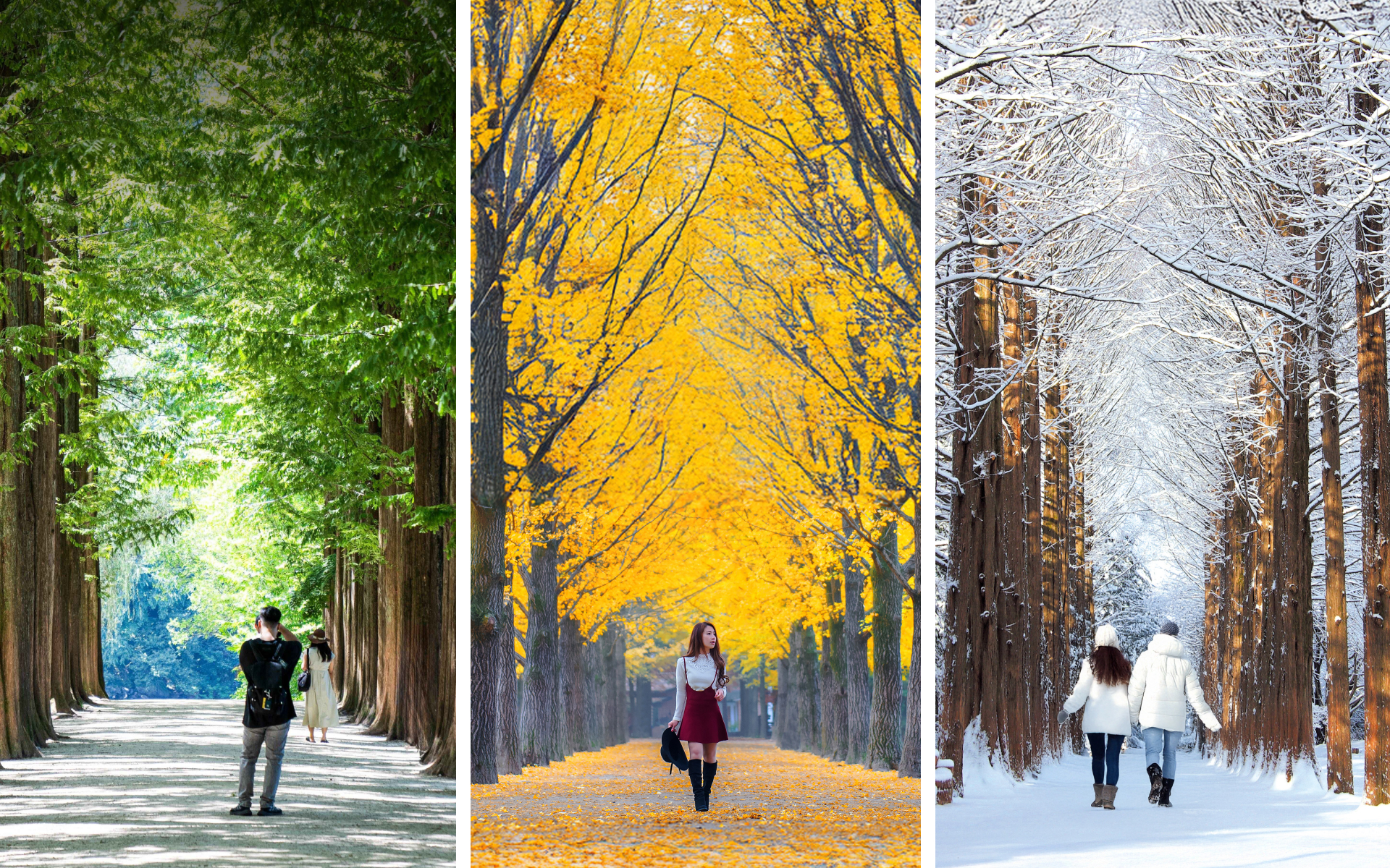 無論您是春天來欣賞櫻花，夏天來欣賞蔥鬱的綠色，秋天來欣賞金色的樹葉，還是冬天來欣賞白雪皚皚的魔力——南怡島永遠不會讓人失望。
