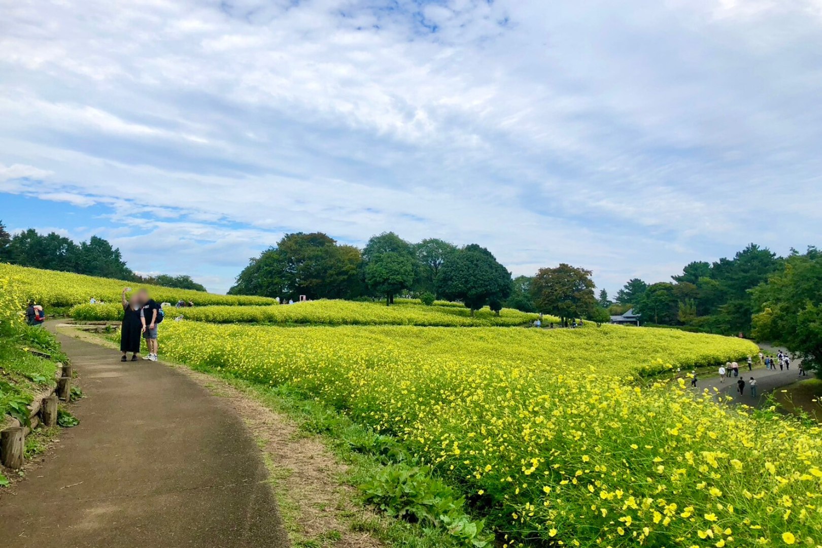昭和紀念公園賞花一日遊 (東京出發)
