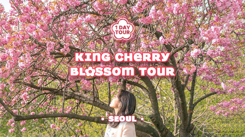 King Cherry Blossoms Day Tour from Seoul