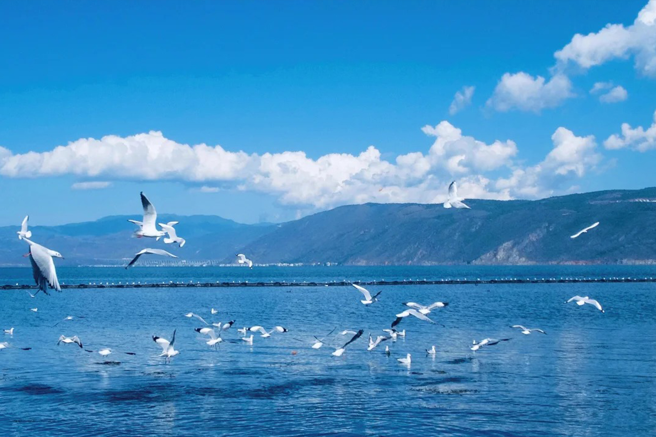 雲南昆明石林滇池1日遊（石林+滇池+西遊記拍攝地+海鷗超絕拍照點+當地特色餐食）