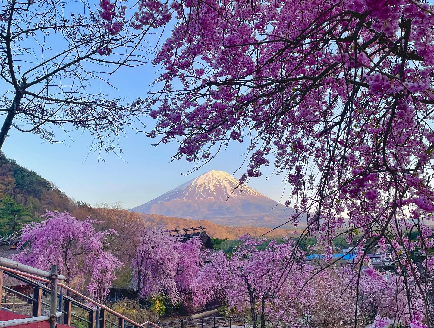 富士山壯麗美景或芝櫻節浪漫花海一日遊 （東京出發）