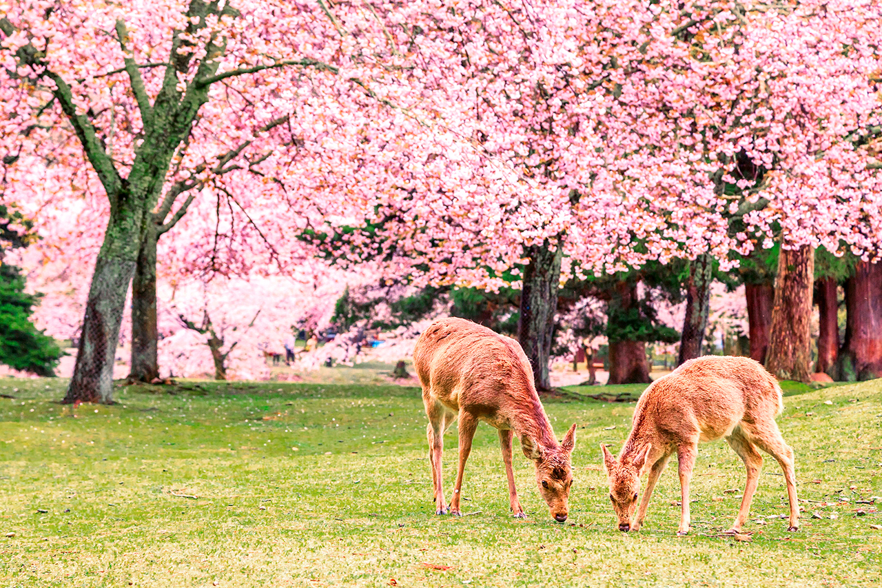 Kyoto Nara Panorama Day Tour｜Kiyomizu Temple Ninnenzaka & Fushimi Inari Thousand Torii Gates & Nara Park Deer Feeding｜Depart from Osaka