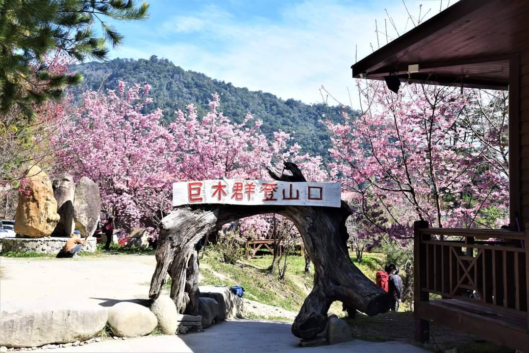 新竹｜司馬庫斯一日遊