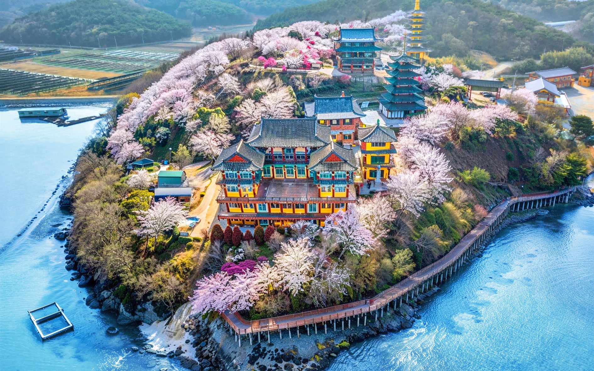 Cherry Blossom One Day Tour from Seoul: Coastal & Temple Spring View