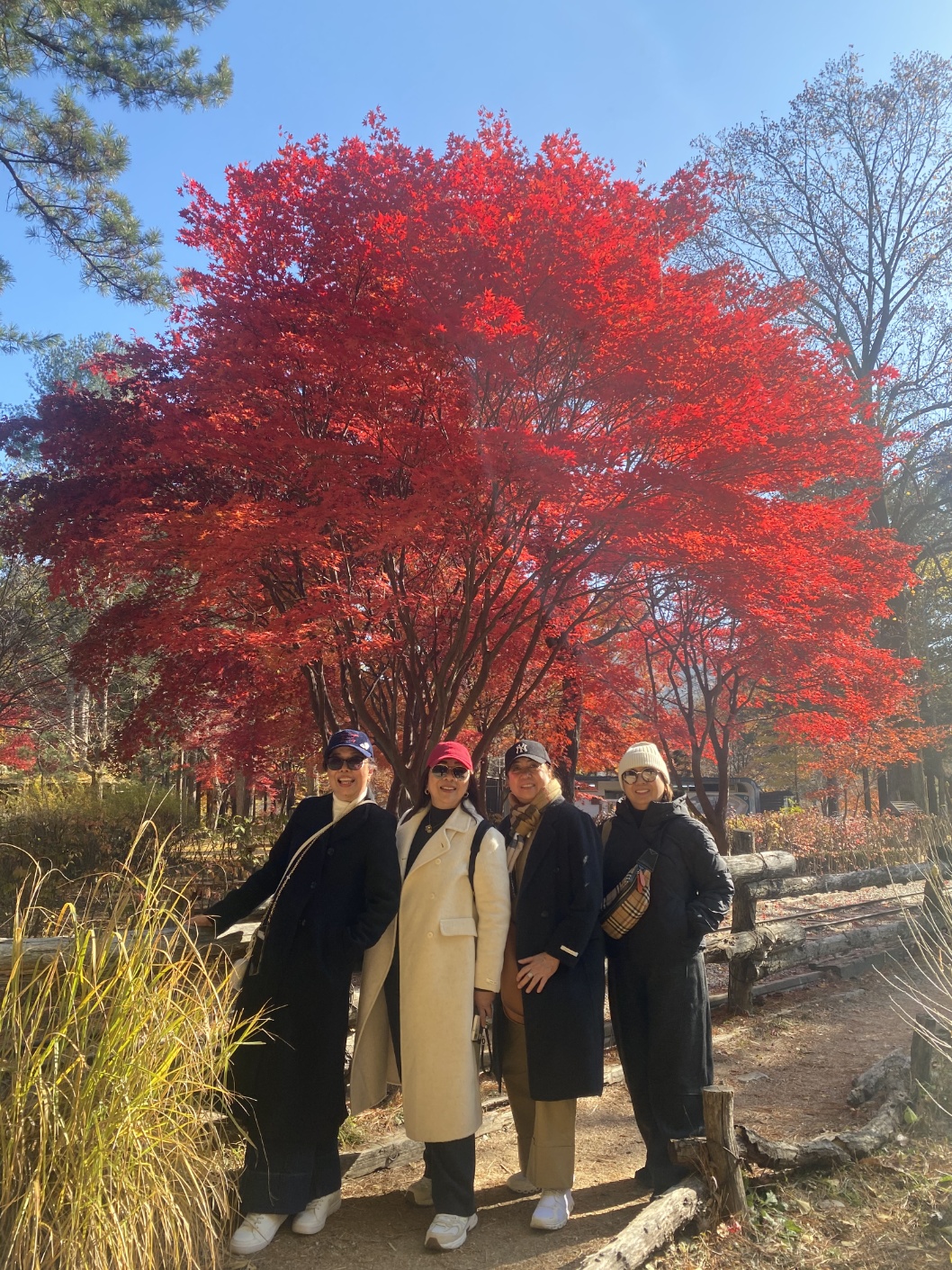 🍁✨南怡島是令人驚歎的秋日T臺。