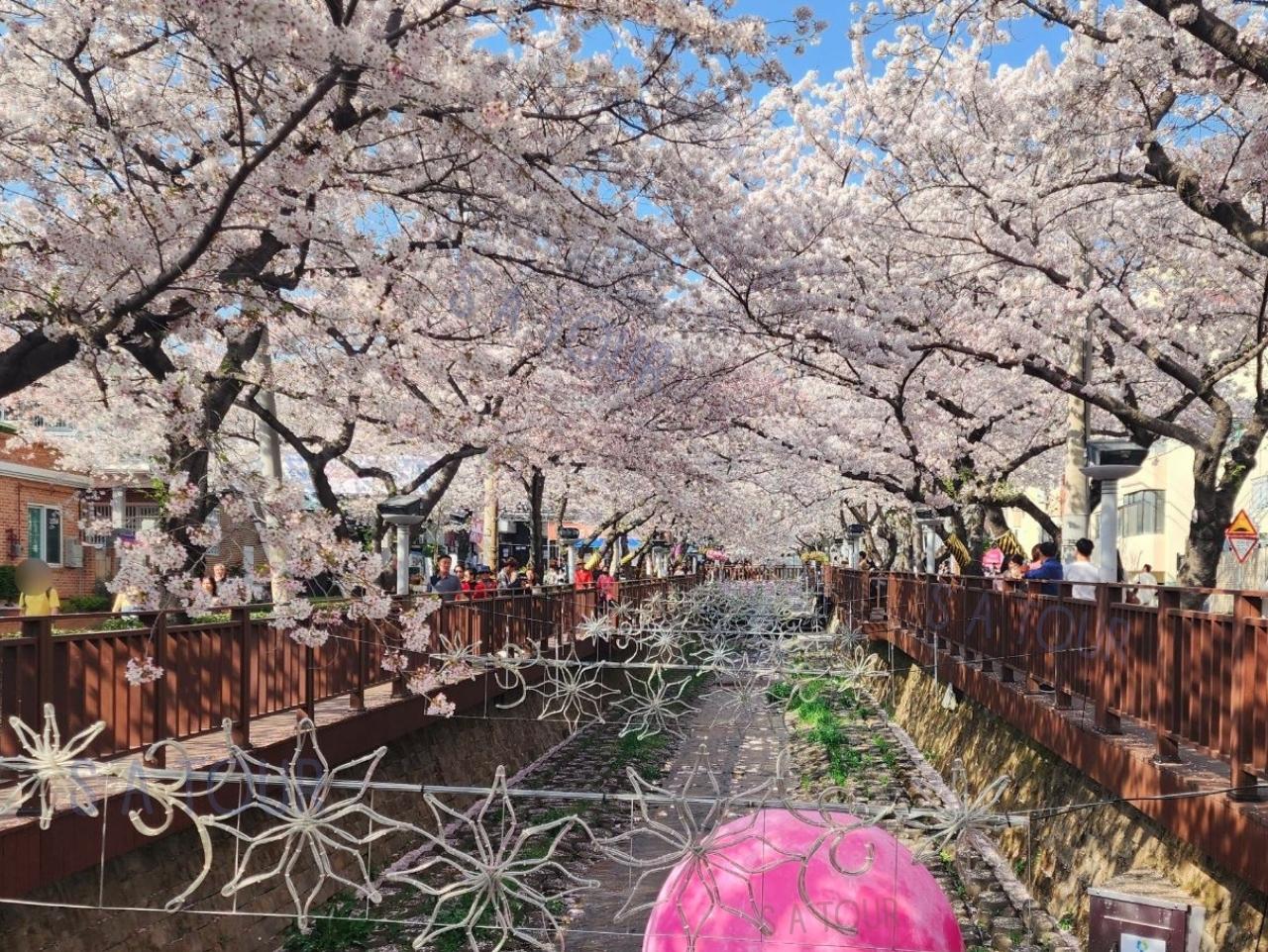Jinhae Gunhangje Cherry Blossom Festival Day Tour from Seoul/Busan 