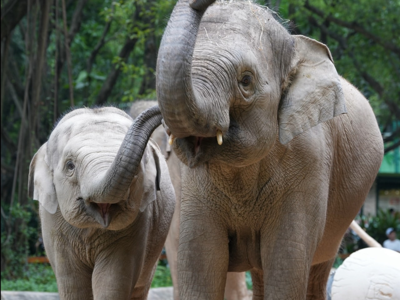 廣州長隆野生動物世界｜亞洲象園，園區有 30 多頭亞洲象。逛完青龍山（侏羅紀森林 / 金蛇秘境）過來非常順；另外坐小火車途中也能在乘車遊覽區看到另一群亞洲象，遠距離觀賞。