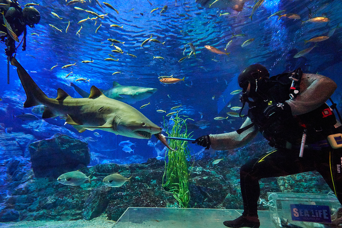 Sea Life 釜山水族館門票