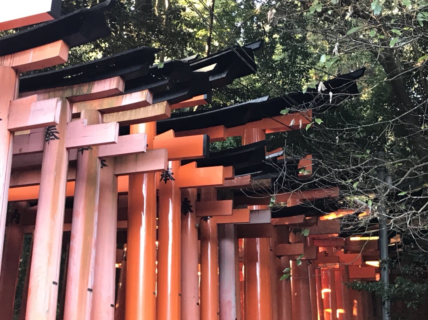 Kyoto: Immersive Arashiyama and Fushimi Inari by private vehicle