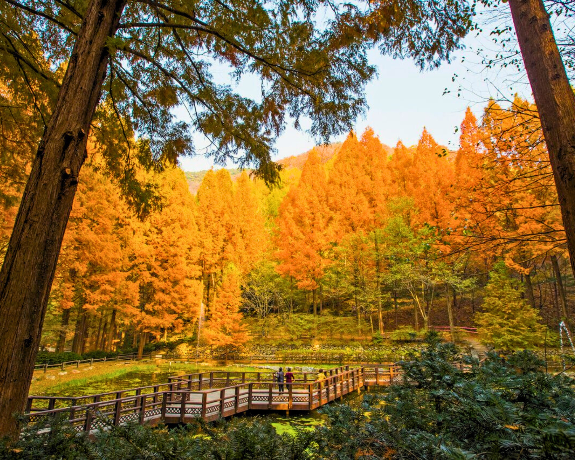 全州韓屋村 + 韓服體驗／長泰山 黃金水杉林 一日遊 (首爾 / 釜山出發)