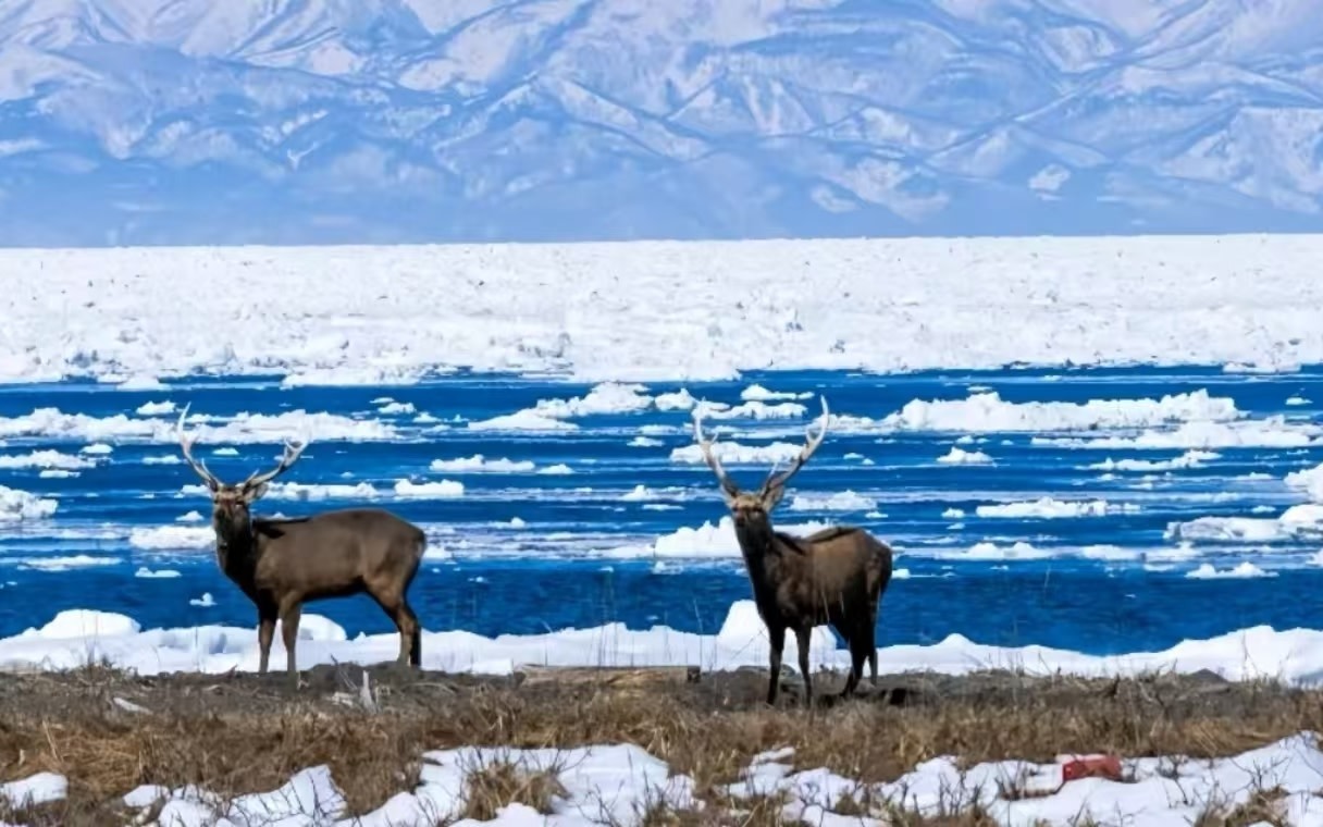 [Hokkaido Asahikawa Leisurely Day Trip] Small Group Tour/Exotic Tree Species Sample Forest Park & AEON Mall & Biei Christmas Tree & Shirahige Falls (Departing from Sapporo Station)