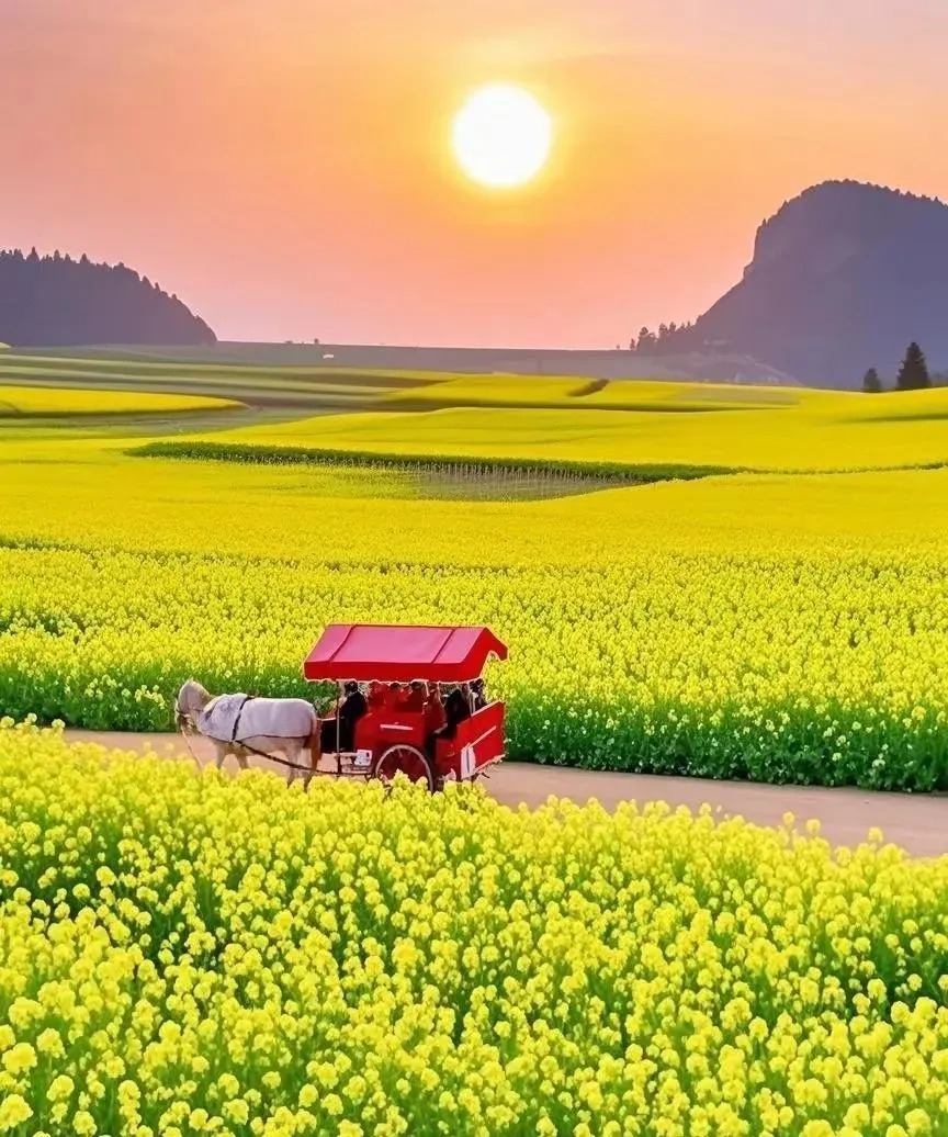 一到觀景臺滿眼的晨霧瀰漫在山峰中，油菜花上飄著薄薄的霧氣真是太仙了，等了一會兒太陽出來了，整個景開始變換起來。