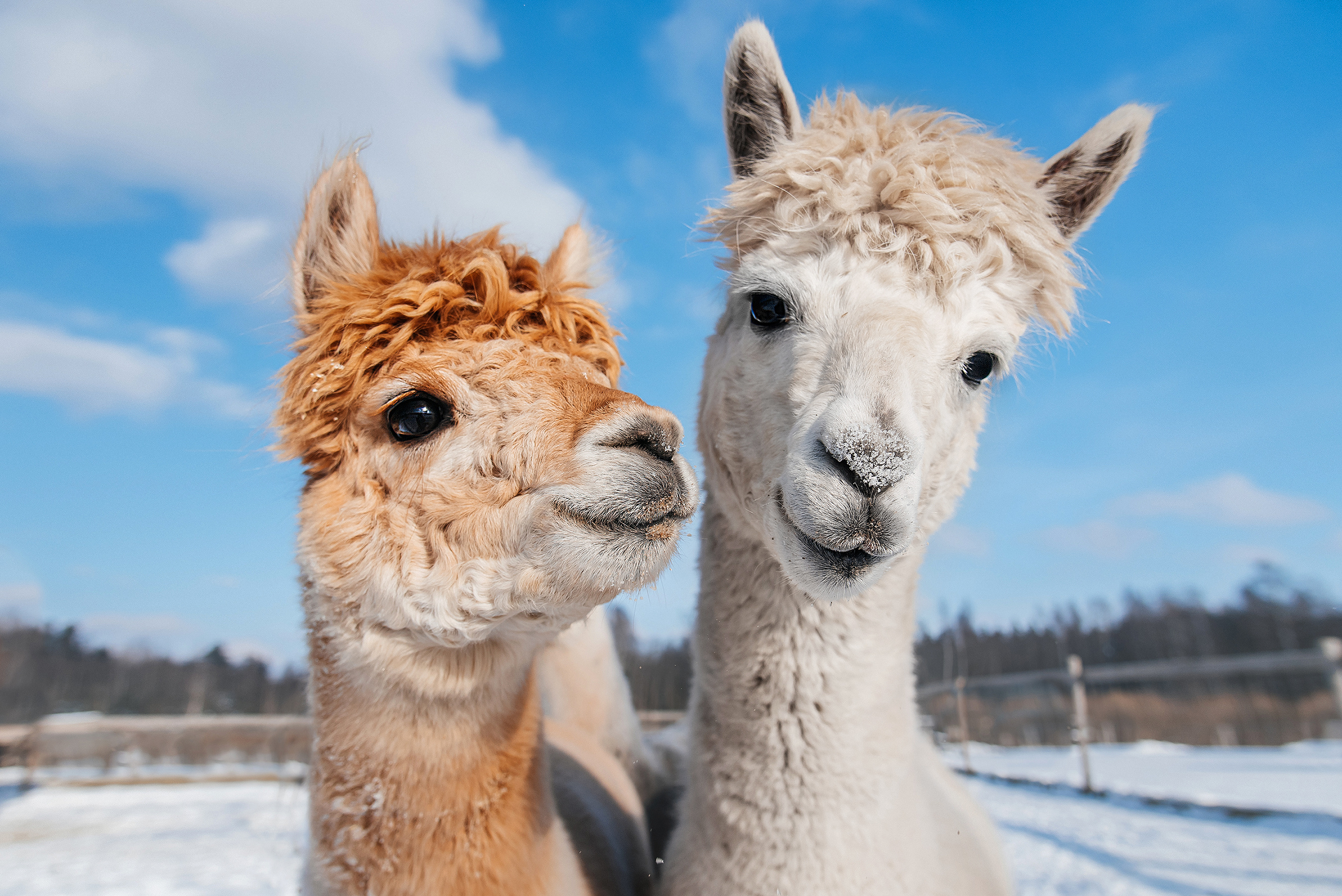 Step into Alpaca World – where fluffy charm meets unforgettable moments.